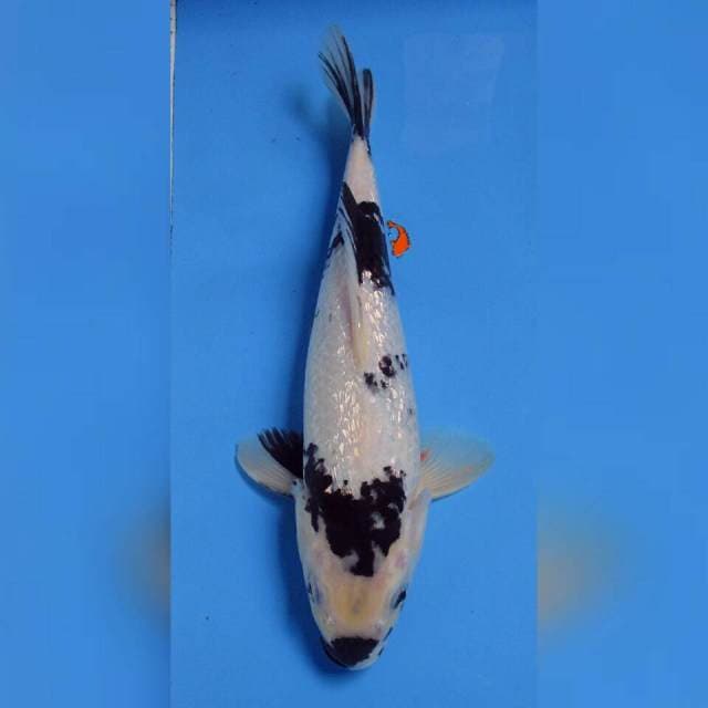 SHIRO GINDRIN 32CM