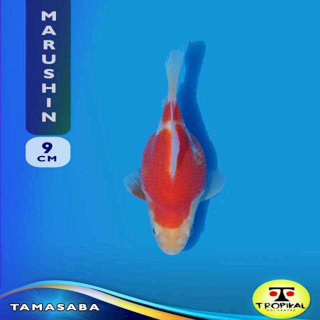 Tamasaba (Marushin Farm) 9cm. Import & Breeder Sertifikat