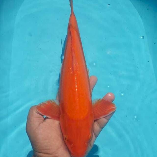 benihoi mata merah 38 cm