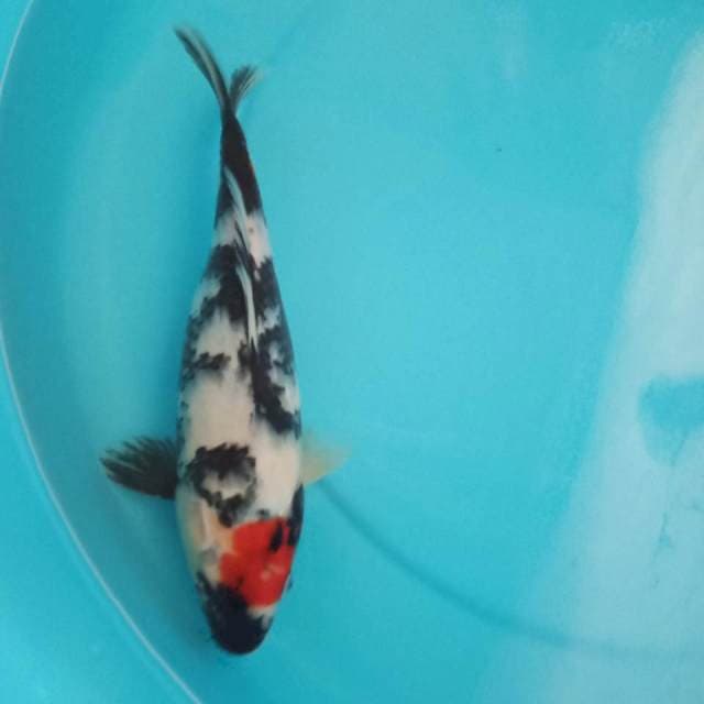 Tancho showa 30cm