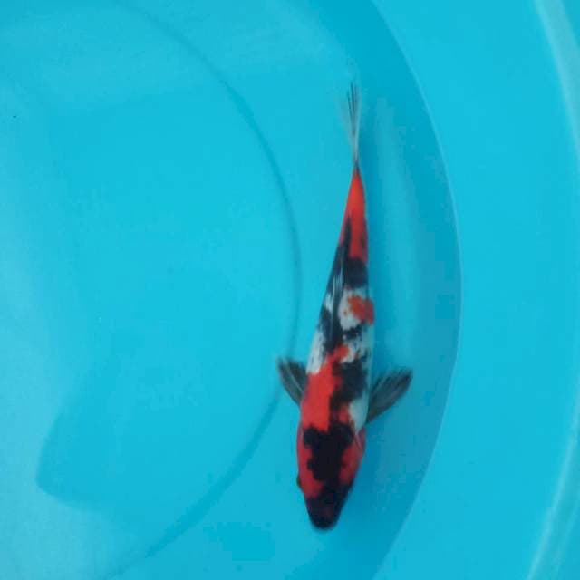Showa ginrin 27cm