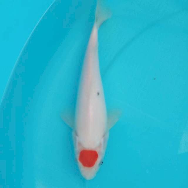 Tancho sanke 27cm