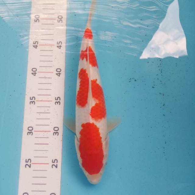 Kohaku original 30cm
