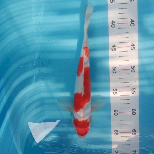Kohaku doit 27cm