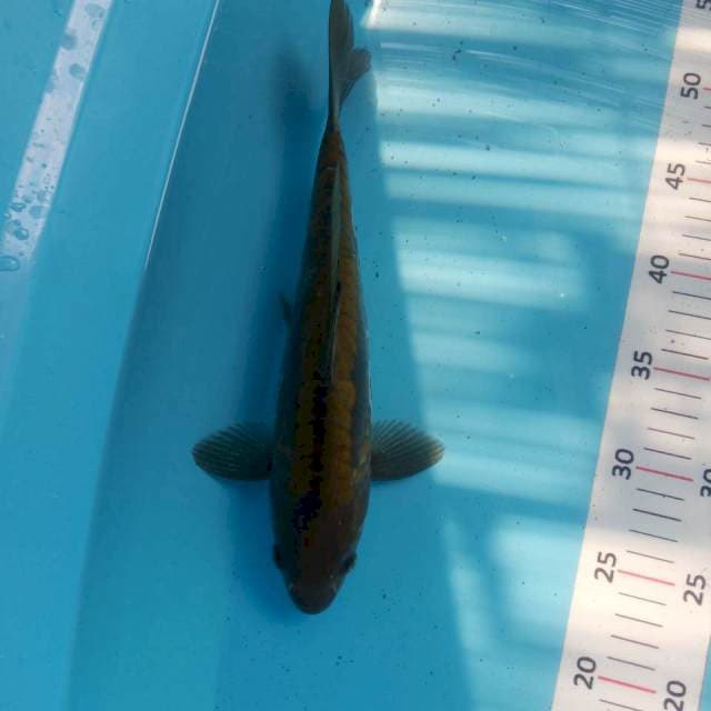 Karashu 30cm