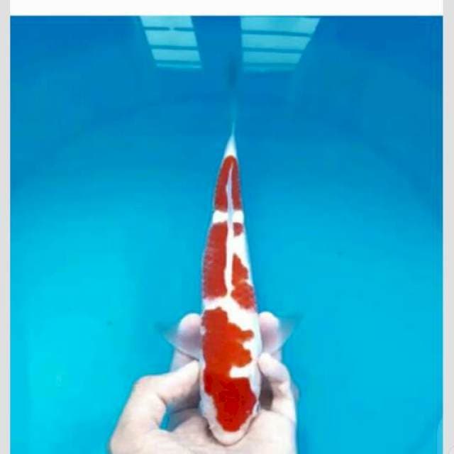 kohaku lokal berkualitas 30cm