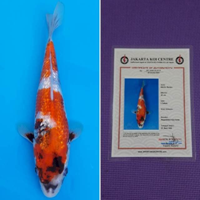 Nagashima ginrin showa 25cm