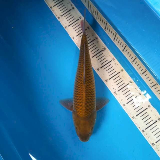 F1 Midorigoi 42cm (F)