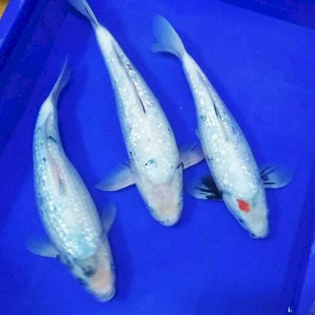 Jumbo jitai shiro ginrin tategoi 35bu