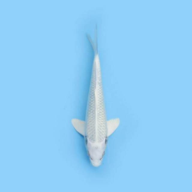 BKS ( PLATINUM 31 CM )