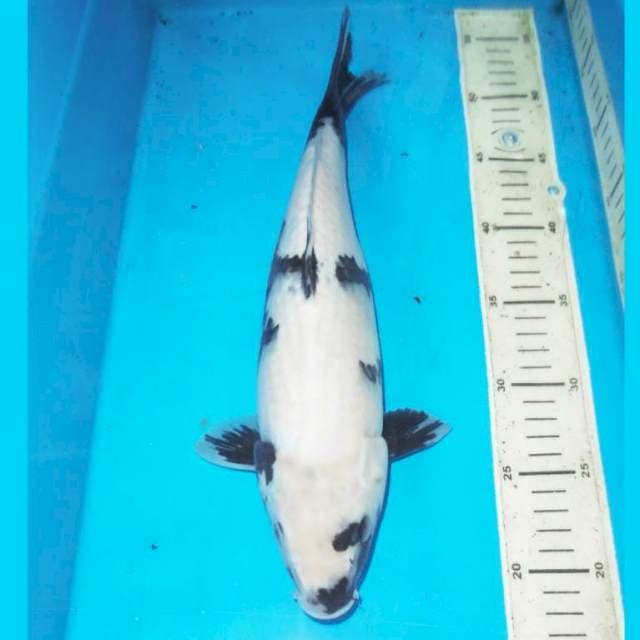 FI Shiro 36 cm