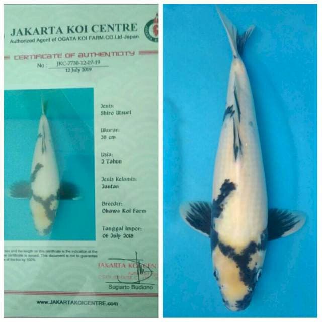 Okawa Pejantan Shiro