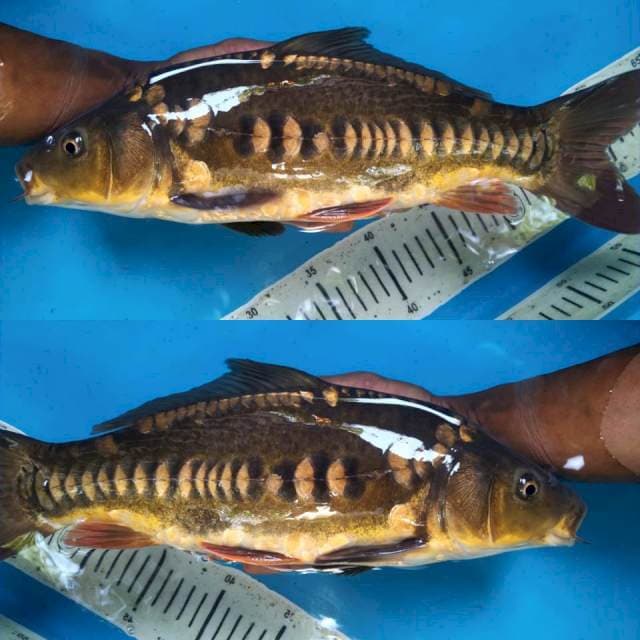 Chagoi aragoke 37cm (M)