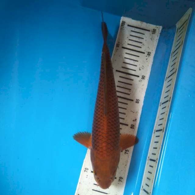 Chagoi tembaga 32cm (M)