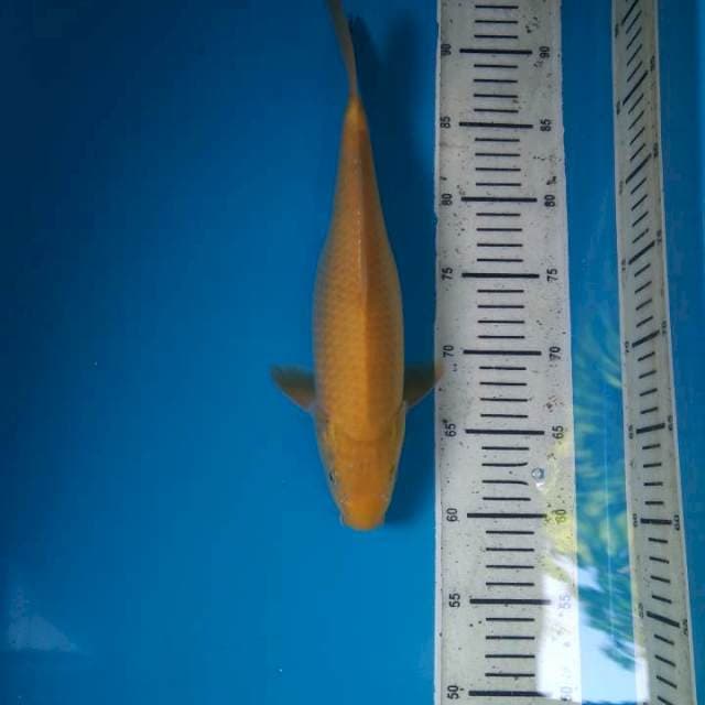 Karashi bakat jumbo 33cm (F)