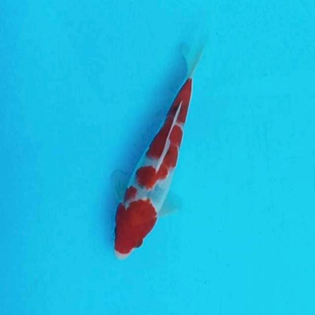 3. Sanke Tategoi || 20 cm