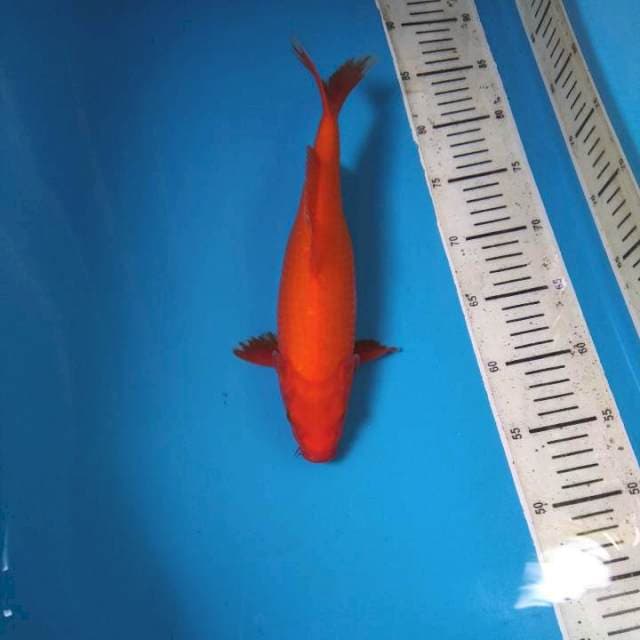 Aka hajiro 30cm (M)