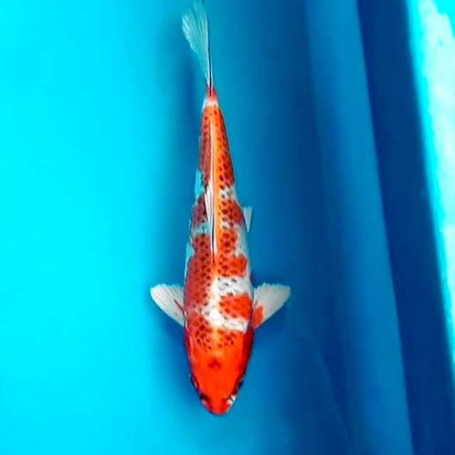Kujaku*26cm