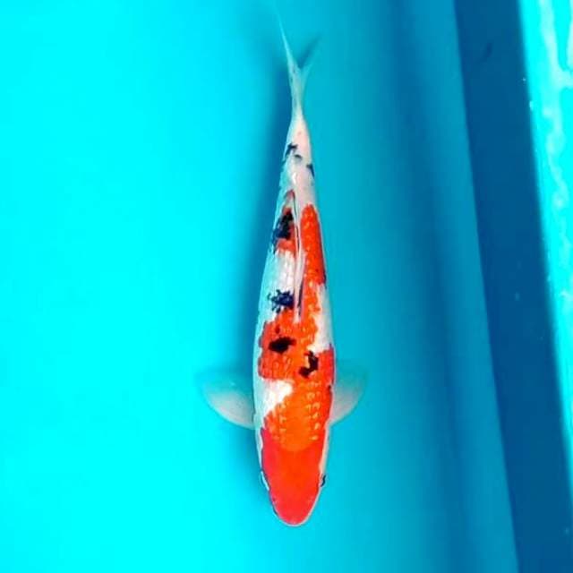 Sanke ginrin*28cm