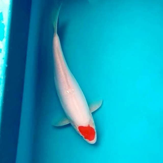 Tancho ori*27cm doit