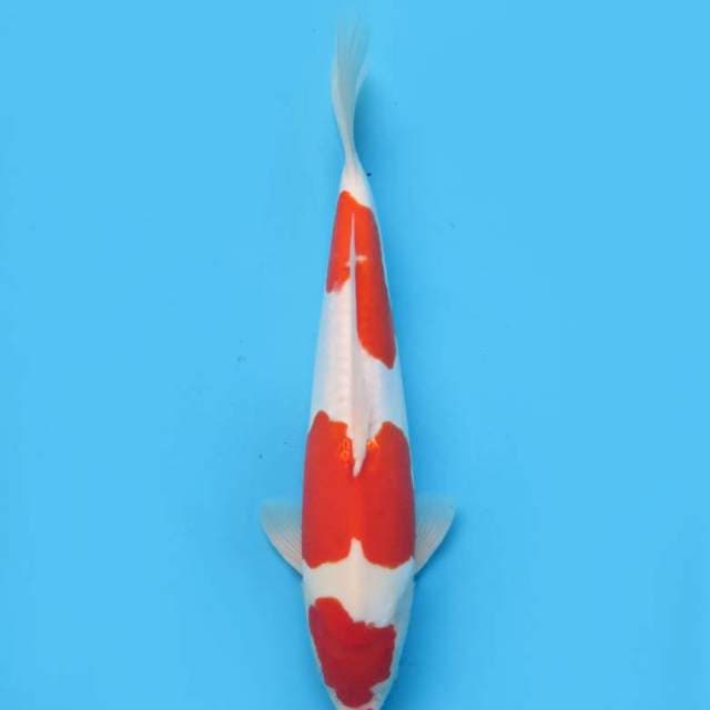 35cm ,Merah Sandan Kohaku Doitsu Murni