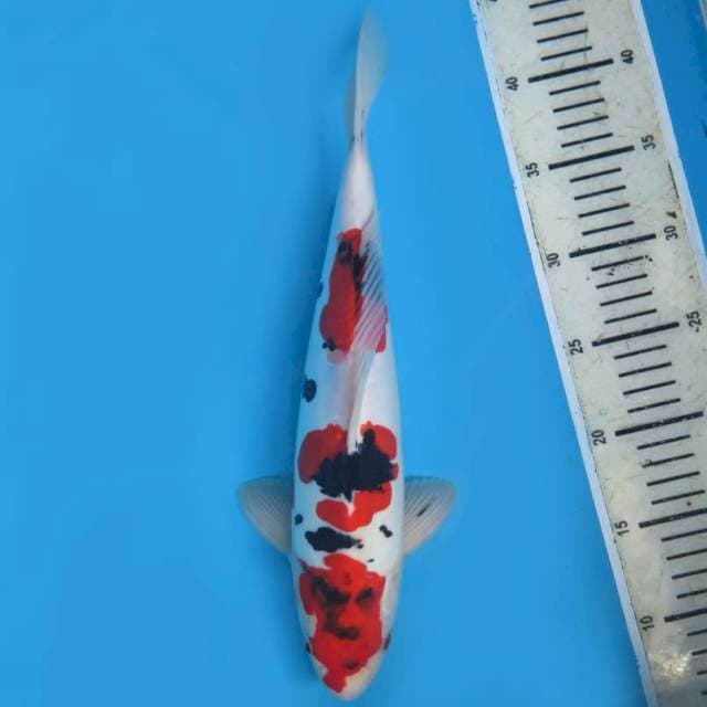 35cm , Showa Doitsu Tategoi