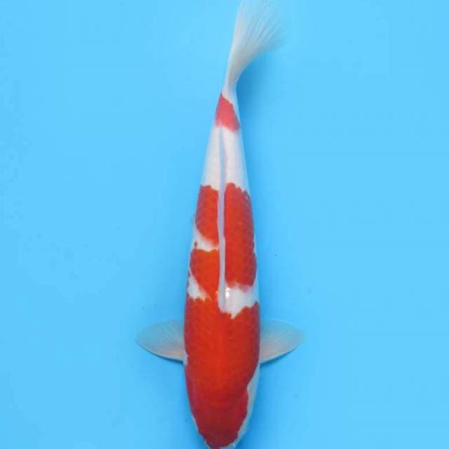 35cm , Kohaku Halus