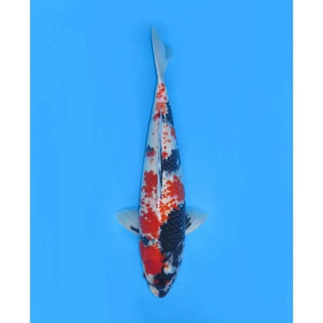 Jumbo Showa Kanoko - 56cm