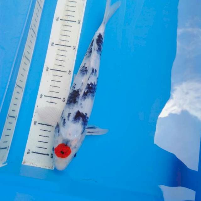 Tanco sowa male ORI 33cm