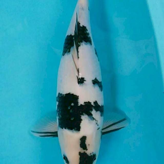 Shiro, 39cm