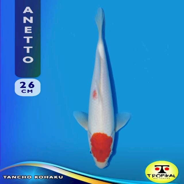 Tancho Kohaku (Anetto Farm) 26cm. Import & Breeder Sertifikat