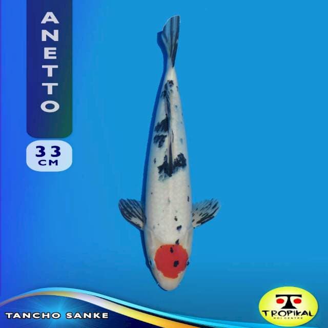 Tancho Sanke (Anetto Farm) 33cm. Import & Breeder Sertifikat