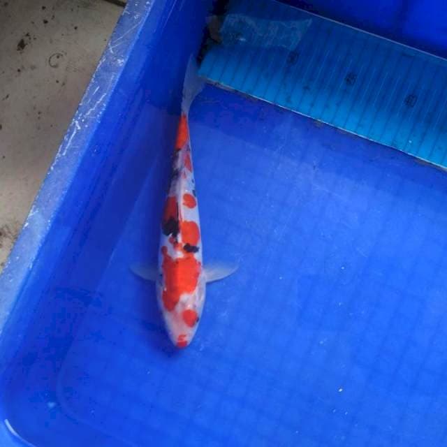 Doitsu sanke josss