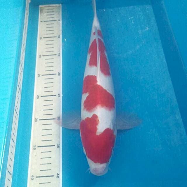 Yondan Kohaku, Male 39 cm