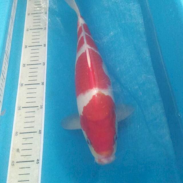 Kohaku, male 39 cm