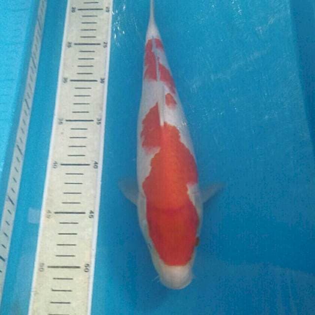 Kohaku Inazuma, 34 cm
