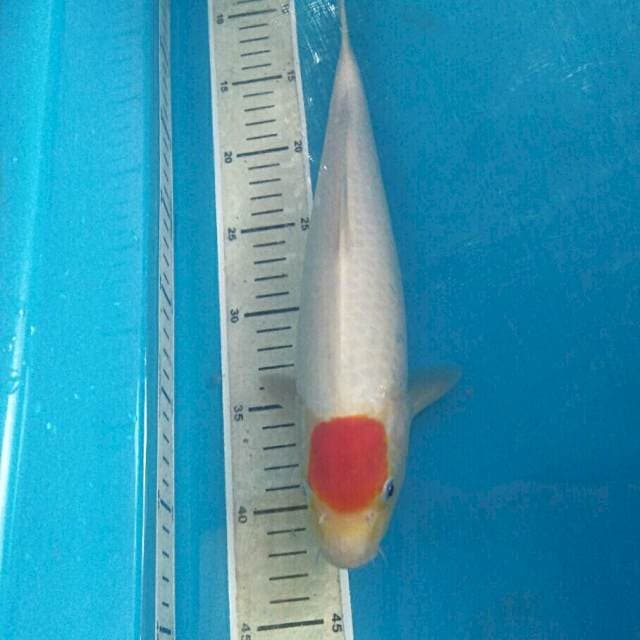 Tancho Kohaku 34 cm