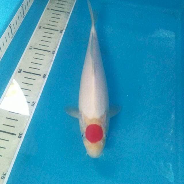 Tancho Kohaku 27 cm