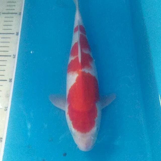 Kohaku 31 cm