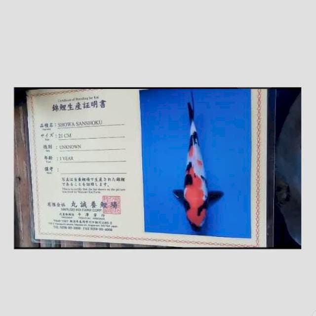 showa import marusei high quality 25cm