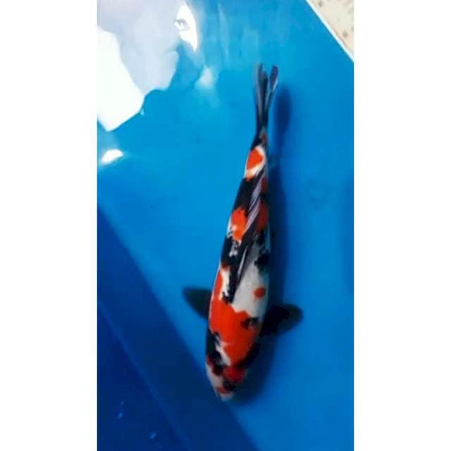 Showa 40cm