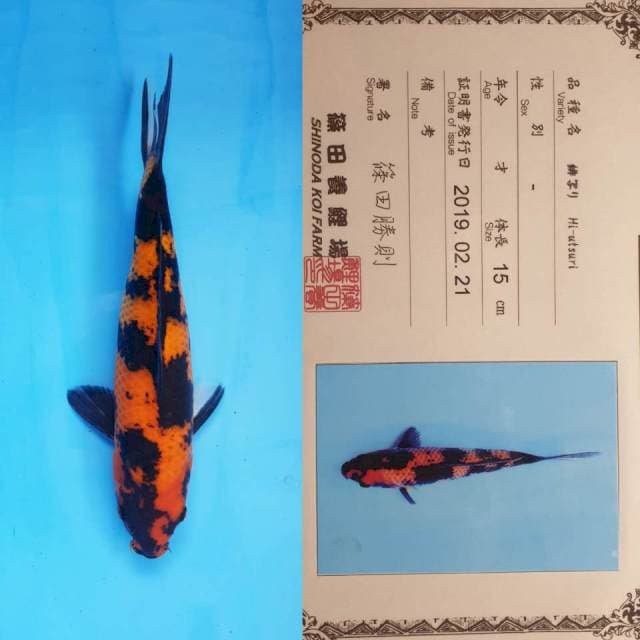Hi utsuri shinoda certy