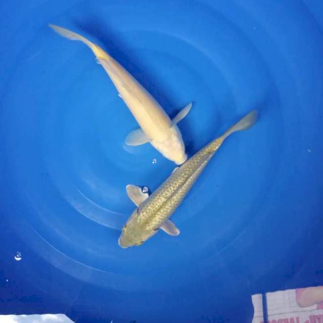2 sijoli karashi caghoi gindrin