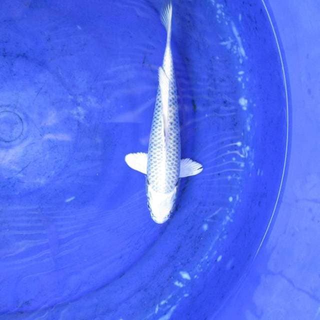 Hikari fulll ±23cm