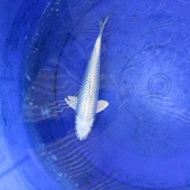 Hikarimono ginrin ±24cm