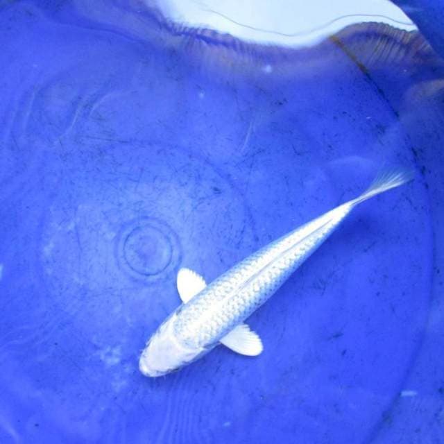 Hikarimono ginrin ±23cm