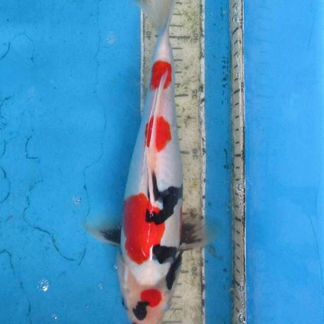 Doitsu murni kindai showa sansoku ±30cm