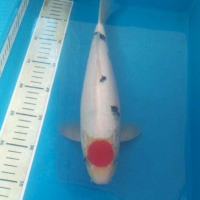 Tancho Sanke Tategoi, male 34 cm