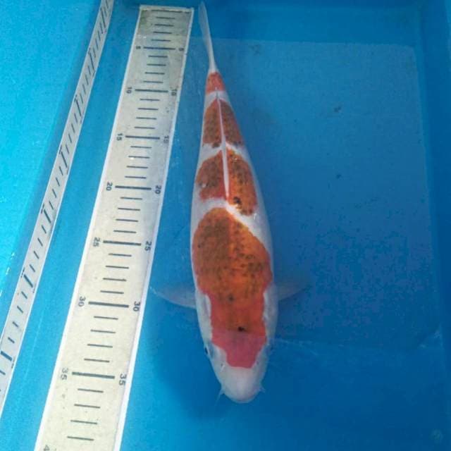 Yondan Koromo 32 cm