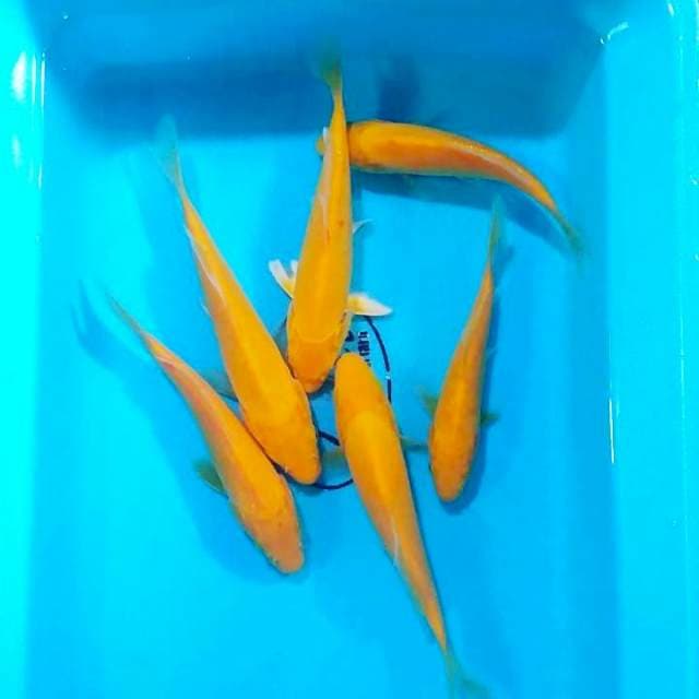 Karashi 15-20 cm